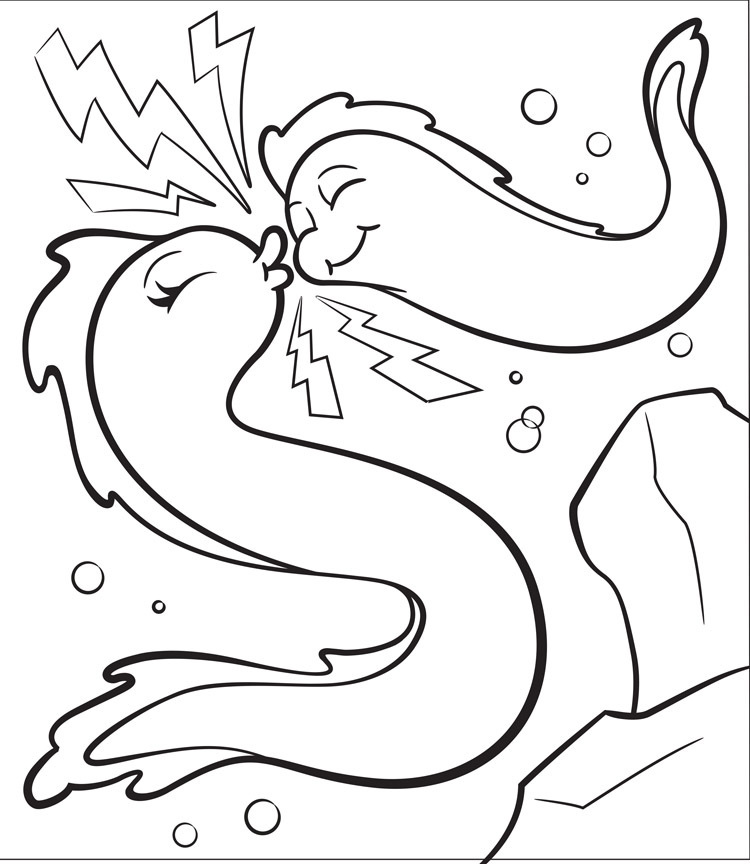Eels