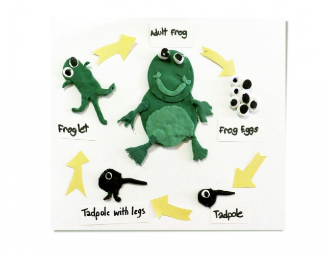 LIFE CYCLE OF A FROG – Shape, Colour Mixing
