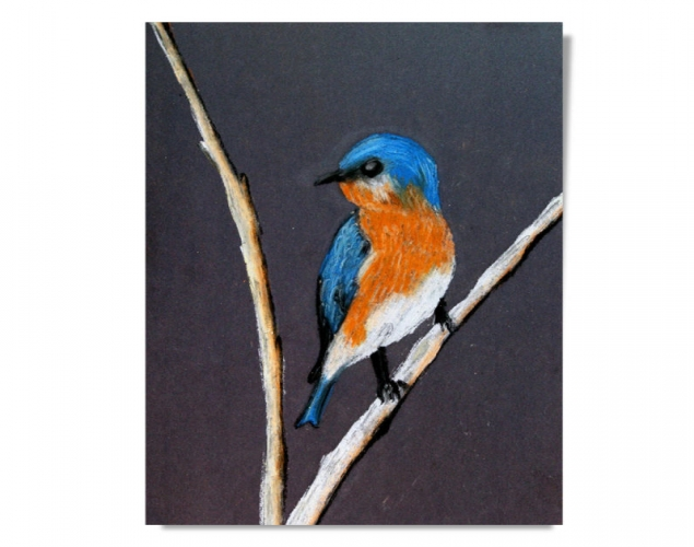 SPRING BIRDS – Colour, Texture, Shading